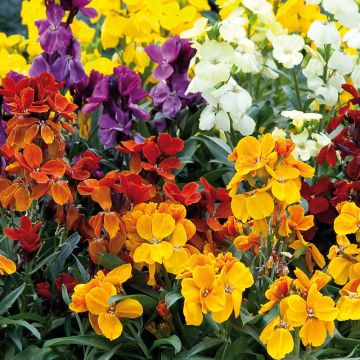 Erysimum cheiri Charity Mix