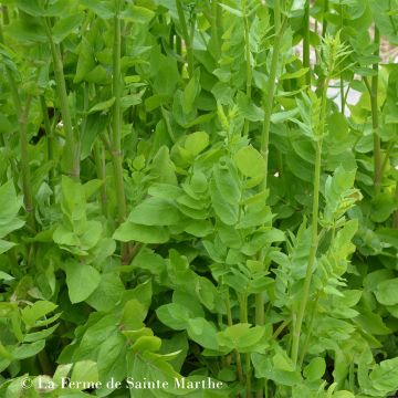 Cherívia - Ferme de Sainte Marthe Bio - Sium sisarum