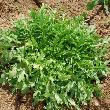 Chicória-frisada Fina de Louviers - Ferme de Sainte Marthe Bio