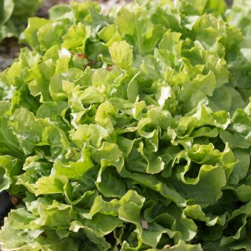 Chicória escarola Casque d'Or - Ferme de Sainte Marthe Bio