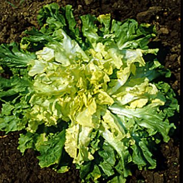 Chicória Escarola Gigante Maraîchère (horticola) Margot NT - Ferme de Sainte Marthe