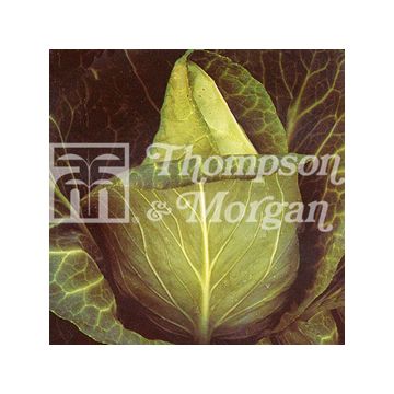 Couve-repolho Advantage F1