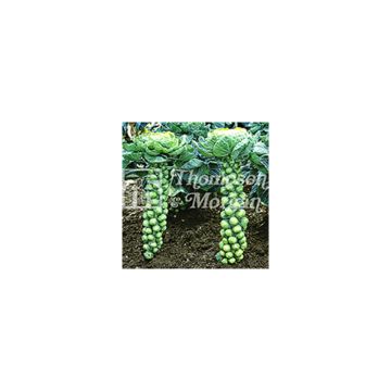 Couve-de-bruxelas Bosworth F1