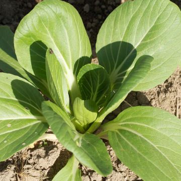Couve-chinesa Pak Choi Tai Sai - Ferme de Sainte Marthe Bio
