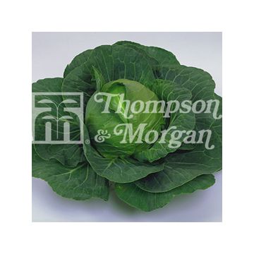 Couve-repolho Elisa F1