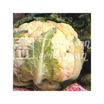 Couve-flor All The Year Round