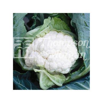 Couve-flor Clapton F1