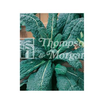 Couve frisada Il Cavolo Palmizio