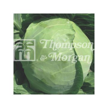 Repolho Spring Hero F1