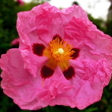 Cistus purpureus