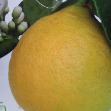 Limoeiro Adamo - Citrus limon