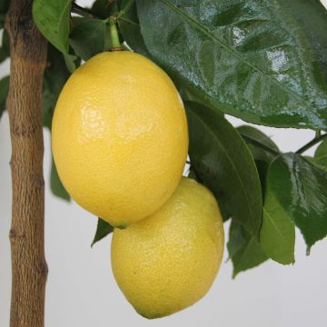 Limoeiro - Citrus limon Lemox