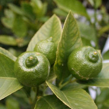 Limão galego - Citrus aurantifolia Mexicana