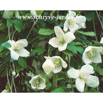 Clematis Beni Snassen