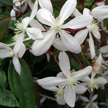Clematis Hendersonii Rubra