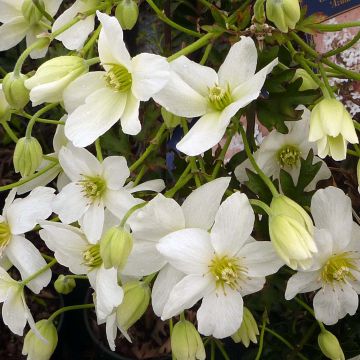 Clematis Avalanche®