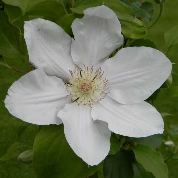 Clematis Chantilly