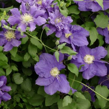 Clematis Chevalier