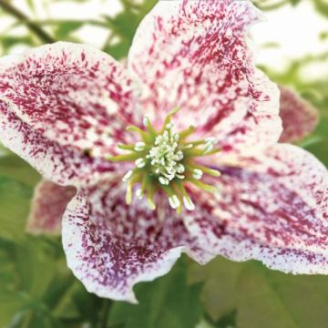Clematis Freckles