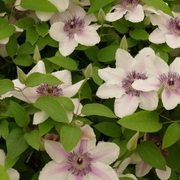 Clematis Countess of Wessex
