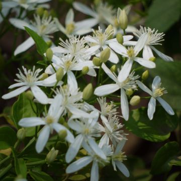 Clematis flammula