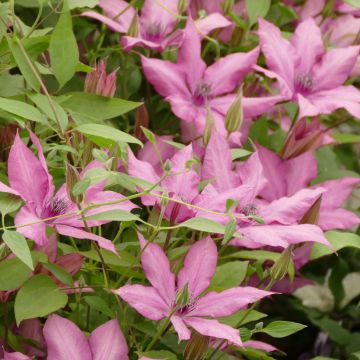 Clematis Giselle