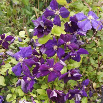 Clematis Superba