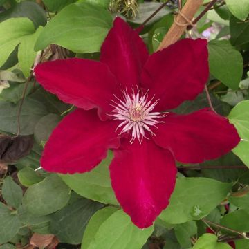 Clematis Rebecca