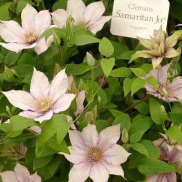 Clematis Samaritan