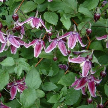 Clematis Jan Fopma