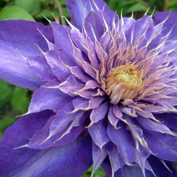 Clematis Multi Blue