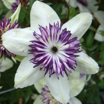 Clematis Sieboldii, 'Bicolor'