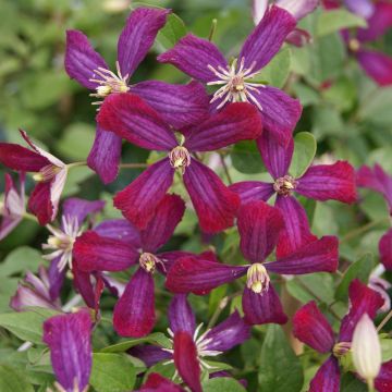Clematis Sweet Summer Love