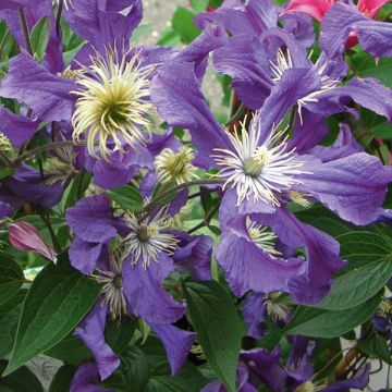 Clematis Blue pirouette