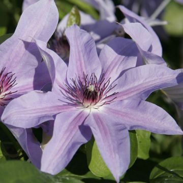 Clematis Blue Ravine