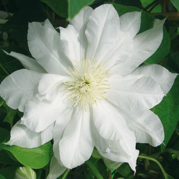 Clematis Duchess of Edinburgh
