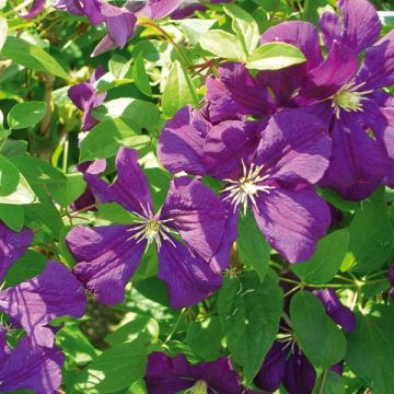 Clematis viticella Etoile Violette