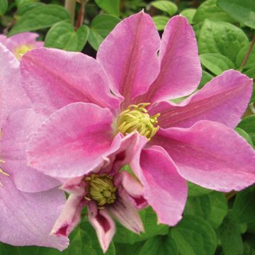 Clematis Hanagurama