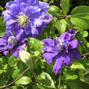 Clematis Kiri Te Kanawa