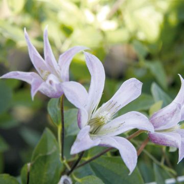 Clematis texensis Mienie Belle