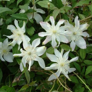 Clematis montana Jacqui
