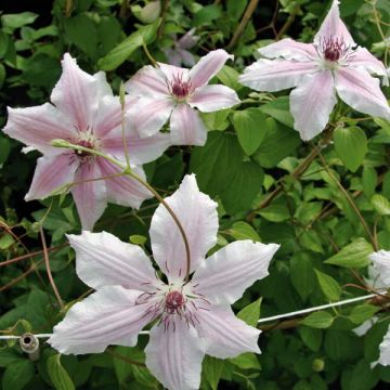 Clematis Parasol