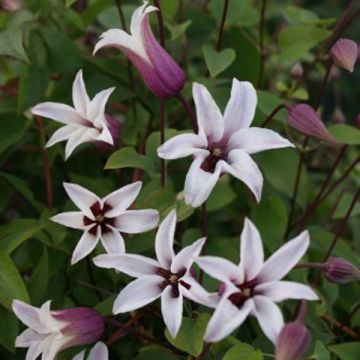 Clematis texensis Princess Kate