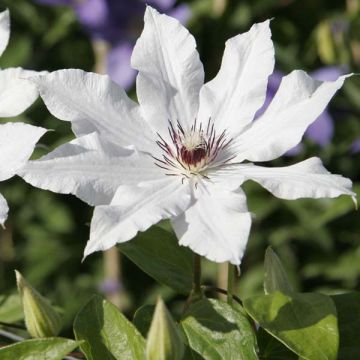 Clematis Snow Queen
