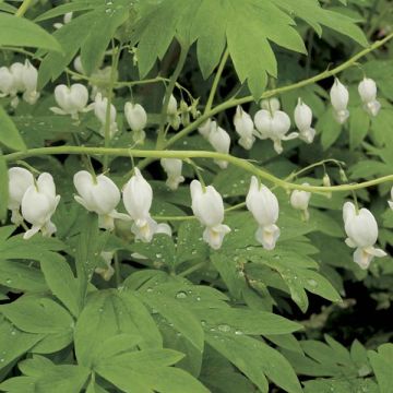 Dicentra spectabilis Alba