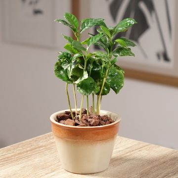 Cafeeiro - Coffea arabica