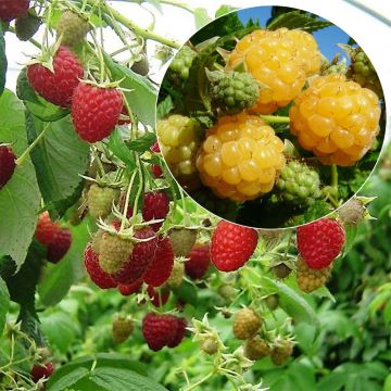 Coleção de 2 Framboeseiras Bio