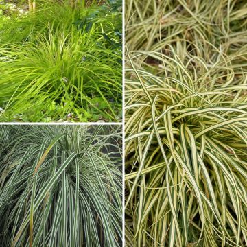 Coleção 3 Carex EverColor