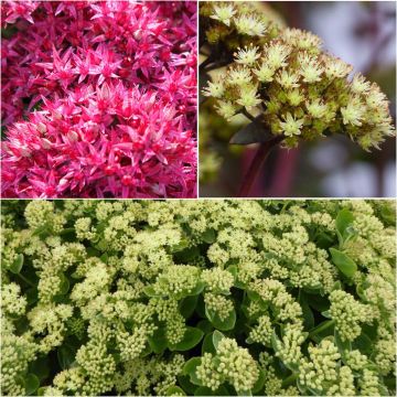 Coleção 3 Sedum Floríferos