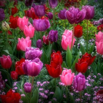 Coleção de 30 Tulipas Simples Precoces